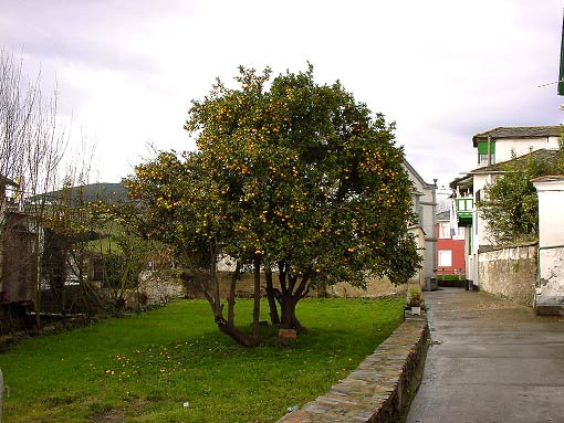 naranjo