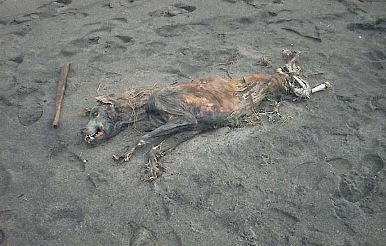 deadperro