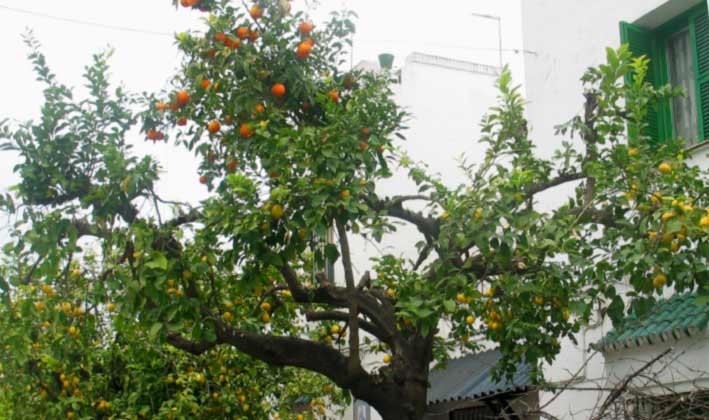 citrorangetree
