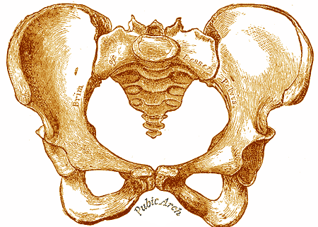 pelvis