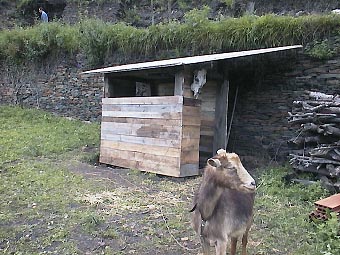 goats house